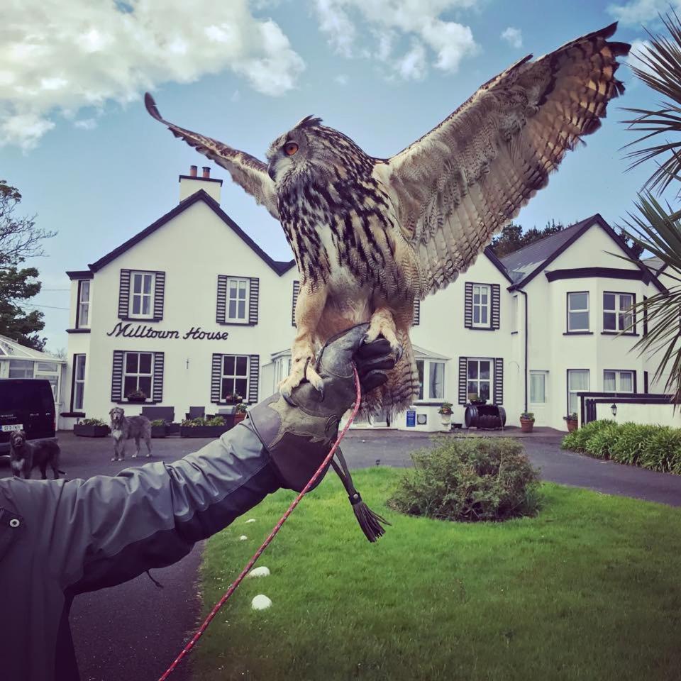 Hotel Milltown House Dingle Zewnętrze zdjęcie